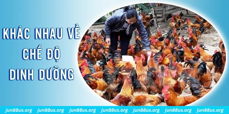 sun win đăng nhập roulette hôm nay